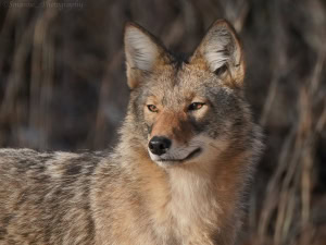 coyote.