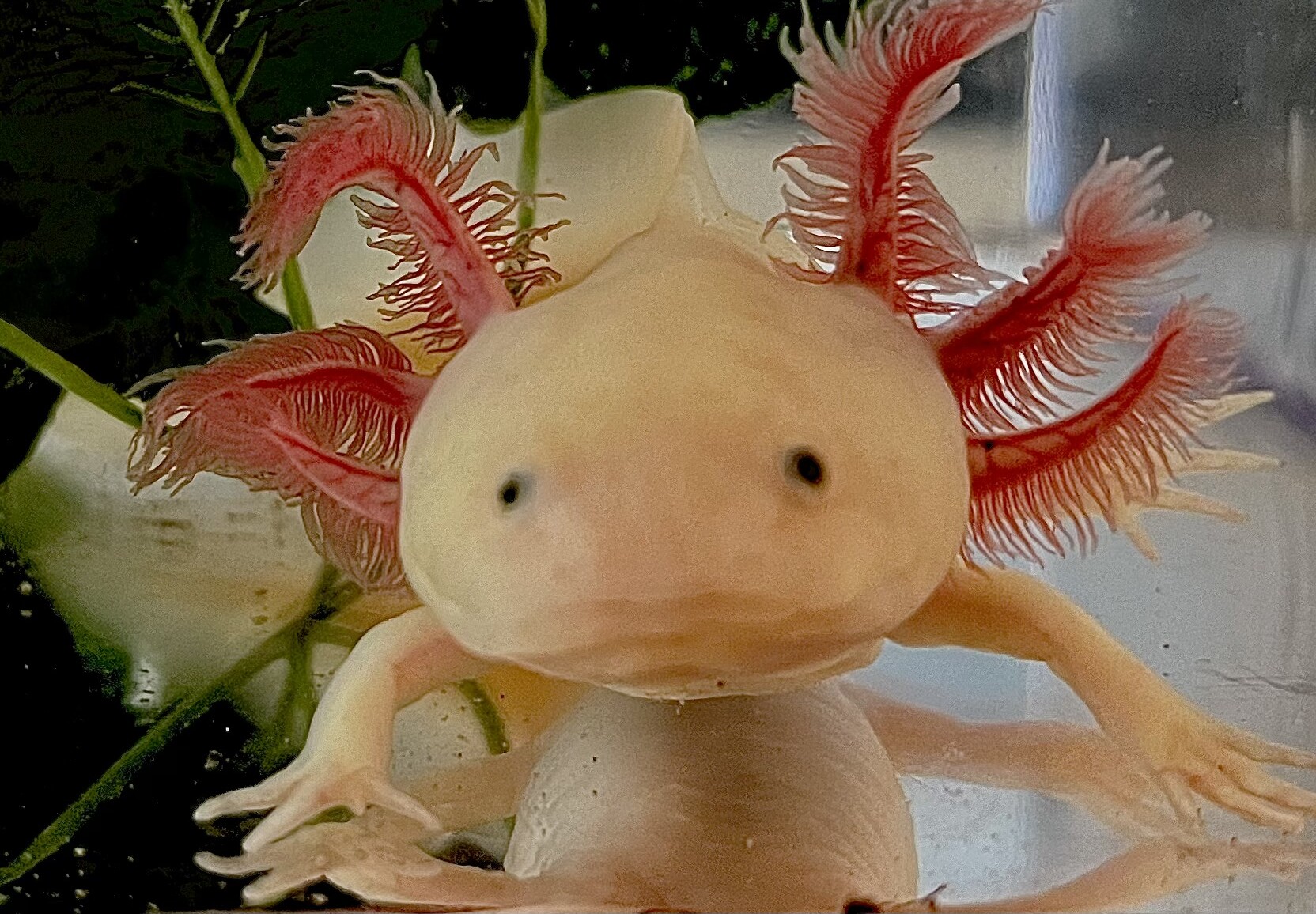 Leucistic axolotl facing onlooker.