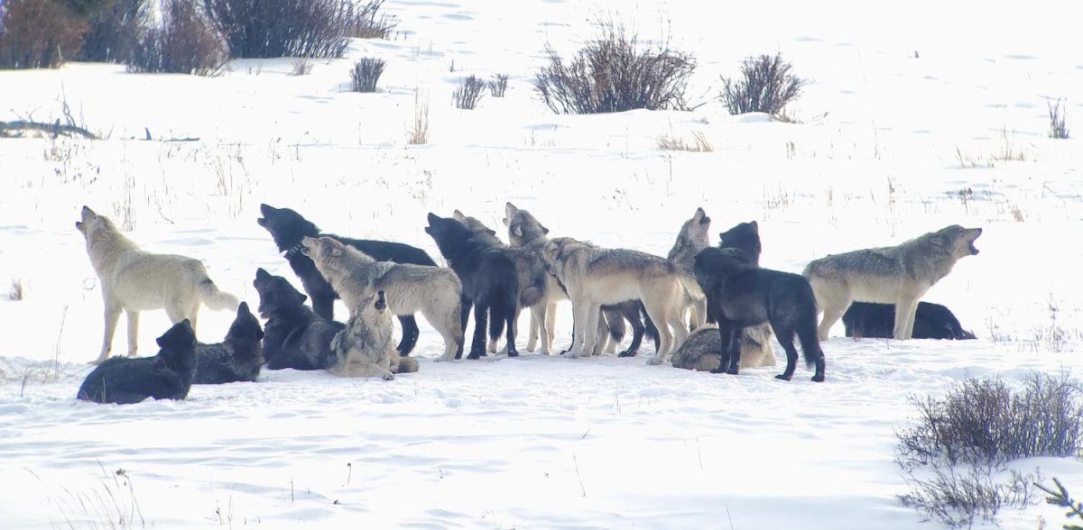 Grey and black wolves howling together in a snowy landscape