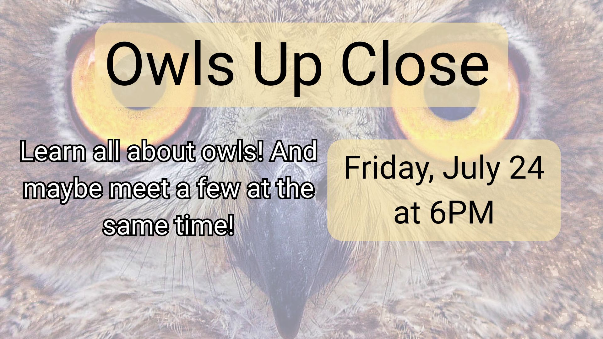 owls up close