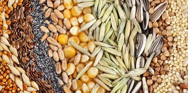 seeds