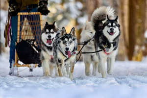 sled dogs.