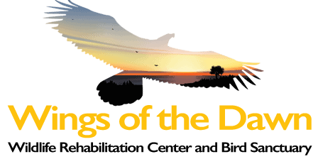 wing of the dawn